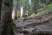 19 Ancora in pineta